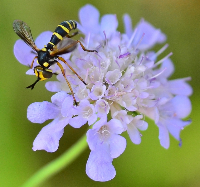 Conops scutellatus (Conopidae)